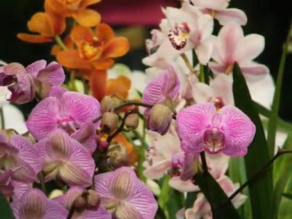 e15 ::: Botanická záhrada, výstava Orchidey