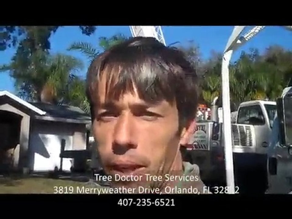 Tree Doctor Tree Services
