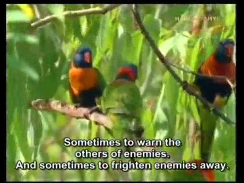 The Language of Bird Calls and Songs