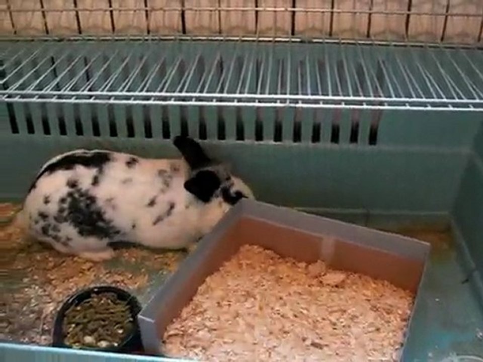 El Zorro n'aime pas ses nouvelles toilettes 🦊