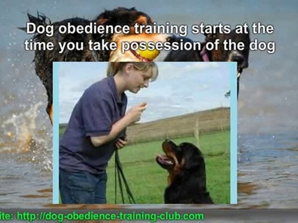 Why Dog Obedience Training Is Important