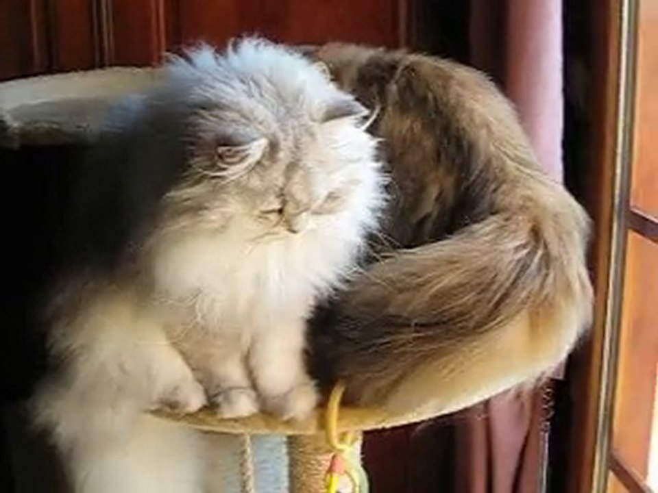 Divertissement des chatous