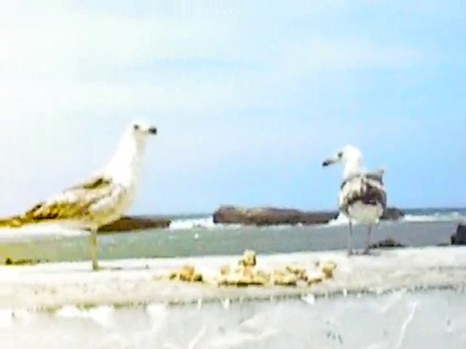Les Mouettes d'Essaouira : Beauté et Vie Marine au Maroc 🐦