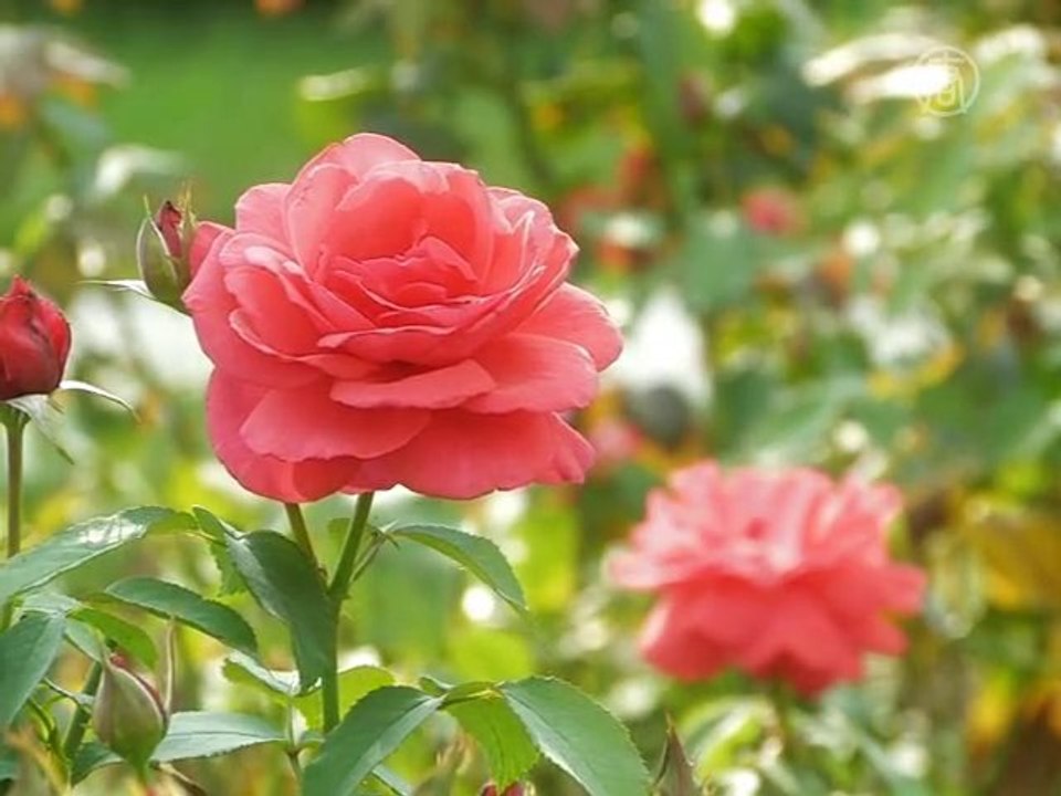 Новые сорта роз выращивают в Киеве