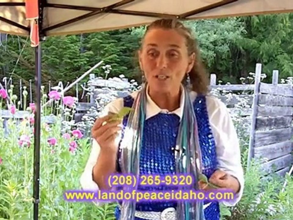 Basil Essential Oil - Essential Oil Basil