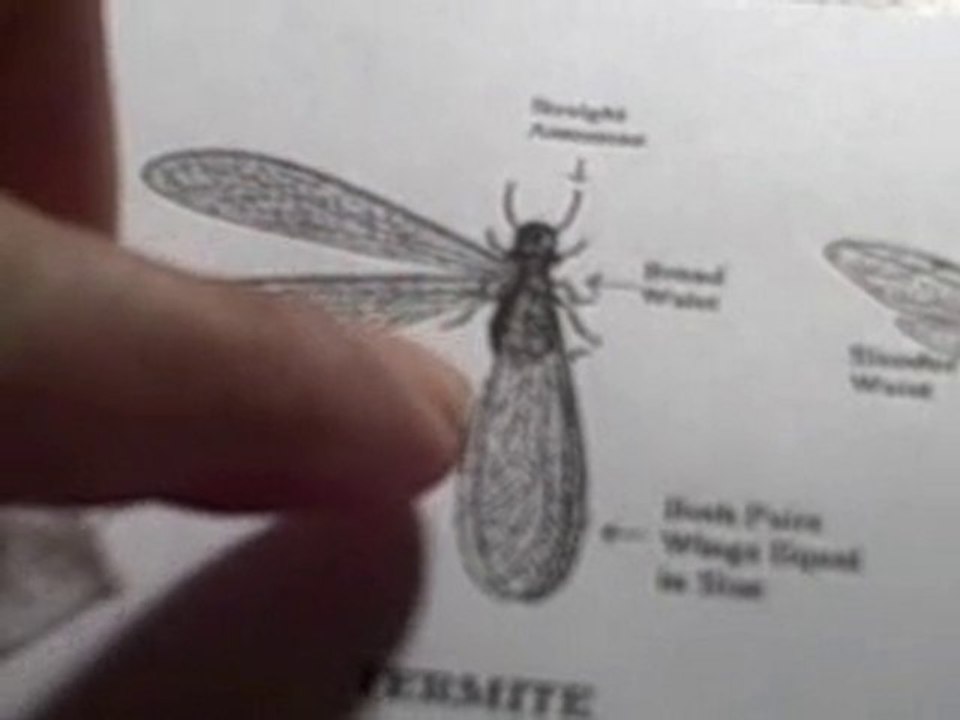 What's the Difference Between Termites and Ants