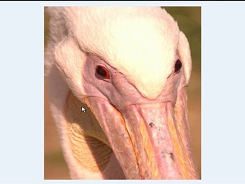 How To Convert CRW To JPEG