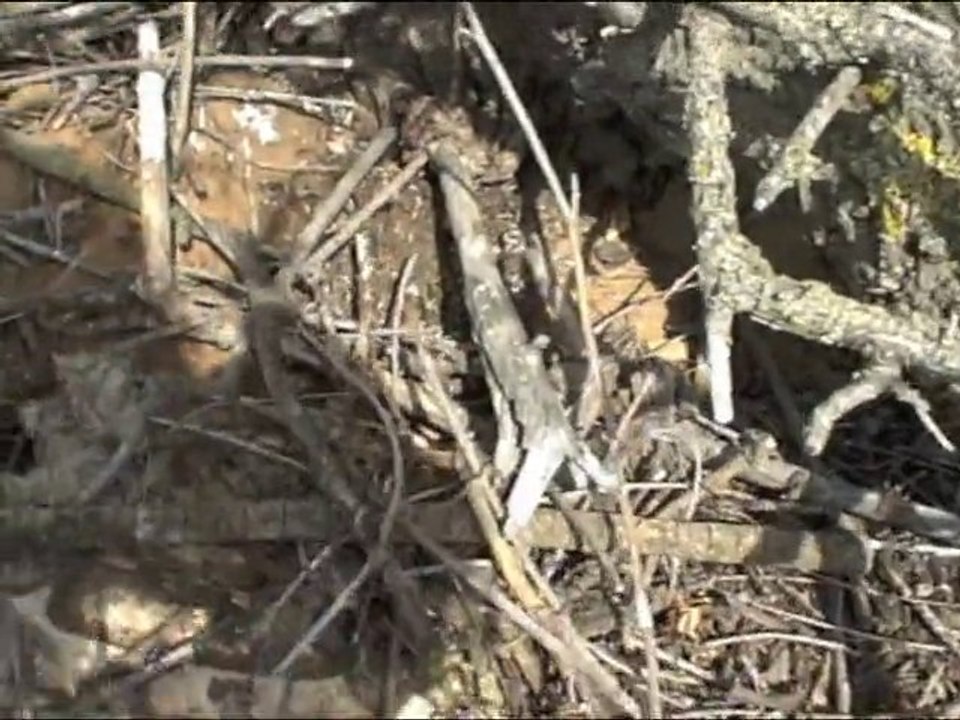 Столица Золотой Орды