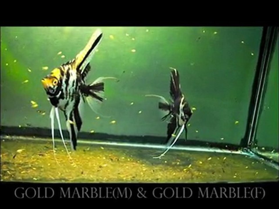 Gold Marble & Gold marble