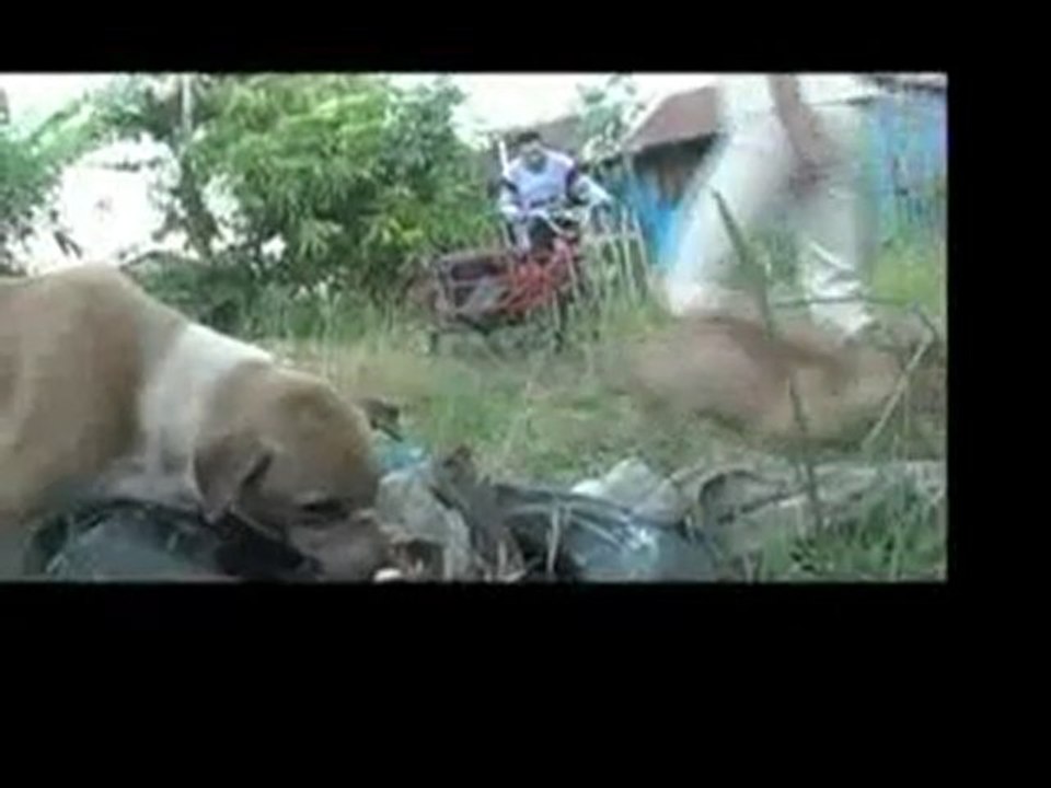 Watch Documentary   Short films   Chicken a