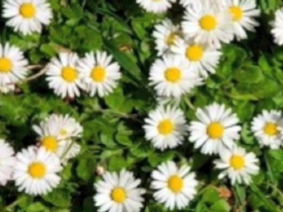 Guided Relationship Healing Meditation