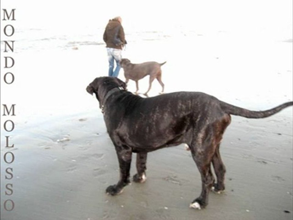 Mondo Molosso: Mastino Napoletano & Cane Corso al Mare 🐾