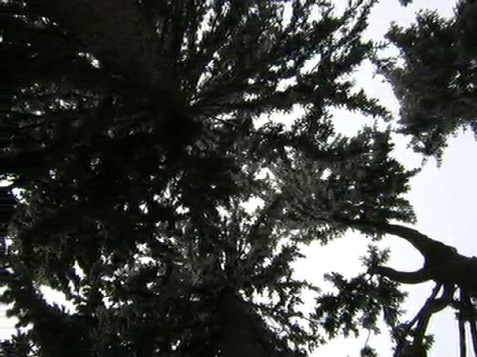 Beautiful Winter Forest Scene 🌲