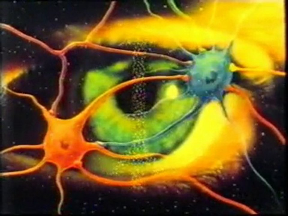 Cerebro: Memoria visual