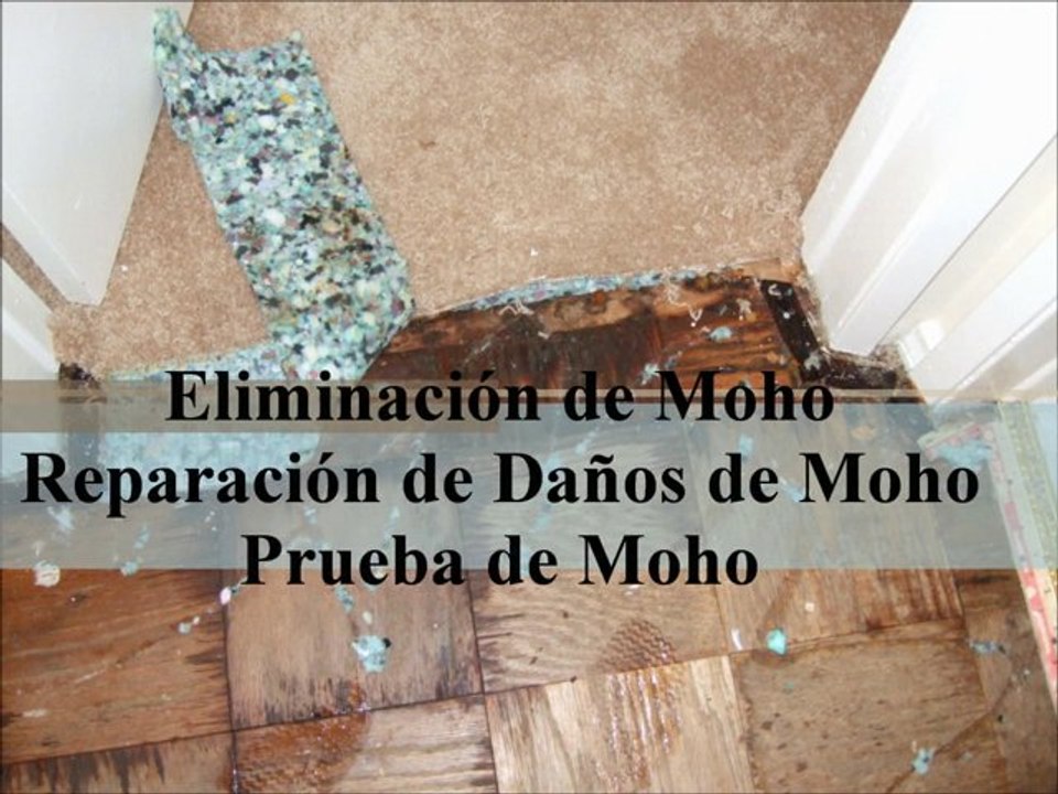 Houston Eliminación de Moho Mold 911 Restoration of Houston