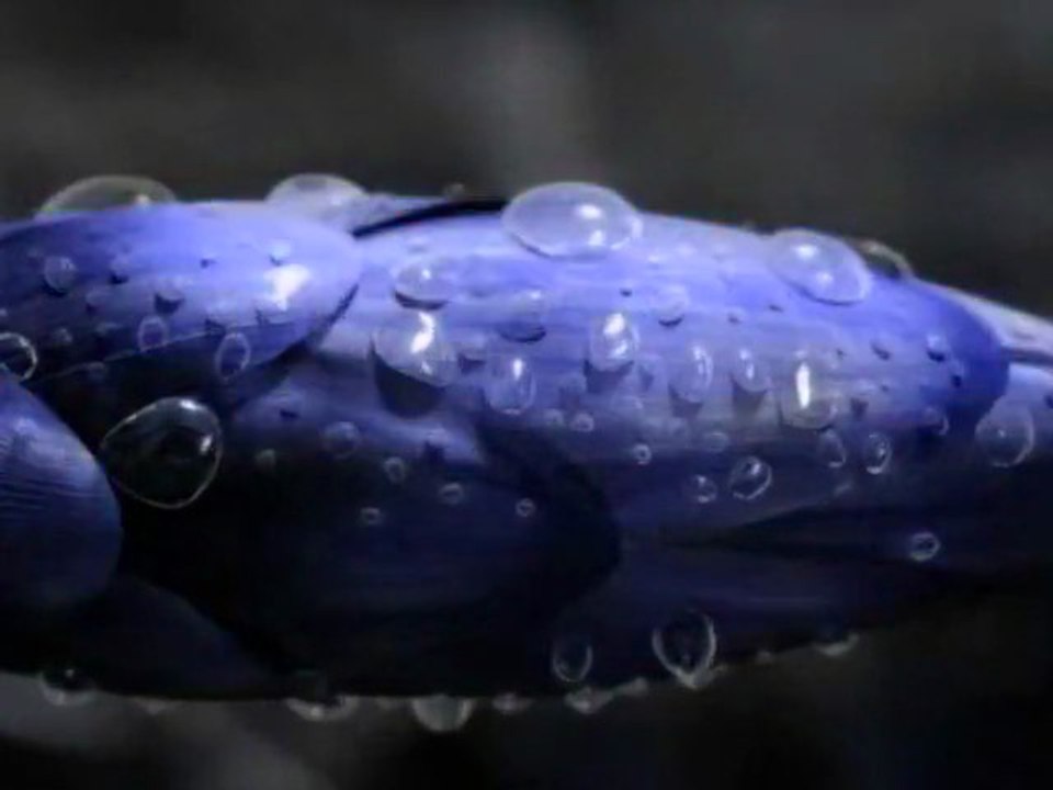 THE PALISADES VS Paul Kalkbrenner acces rapide