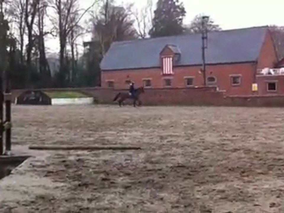 Hash dehors 1 - Hongre BWP à vendre 🐴