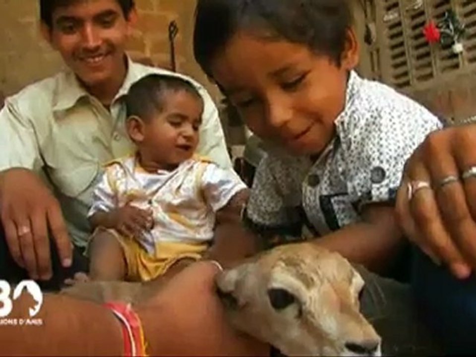 Les Bishnois et les antilopes