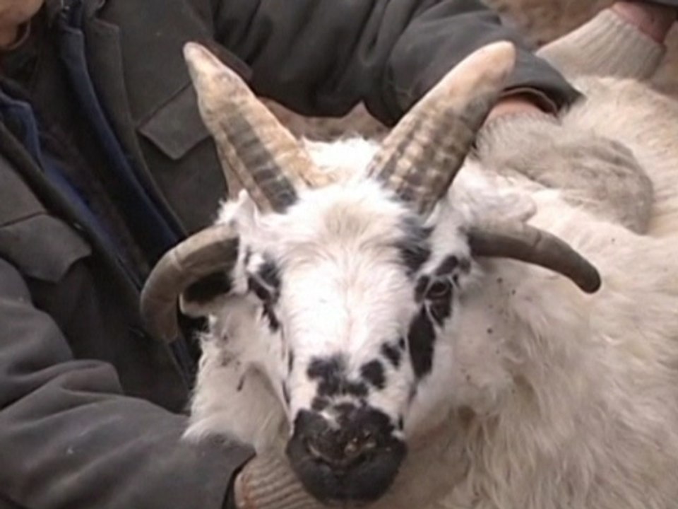 Genetic Mutation Produces Four-Horned Sheep in China