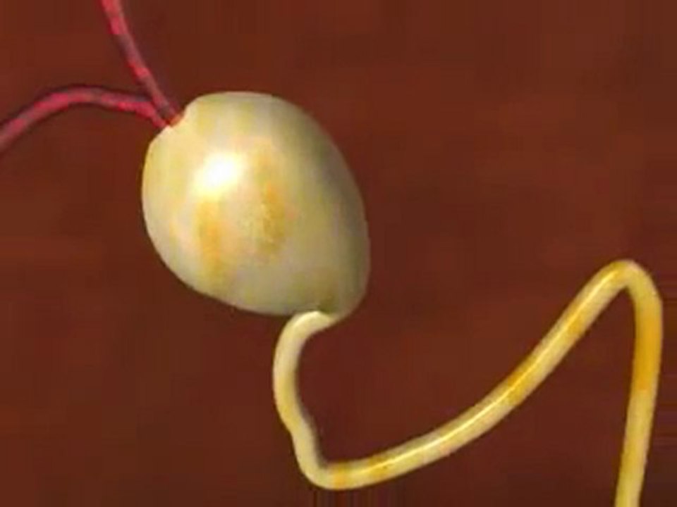 How Kidneys Work in the Human Body 🩺