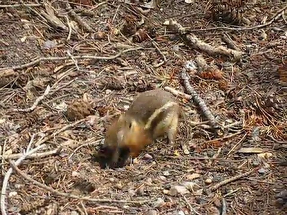Chipmunck à Bryce Canyon