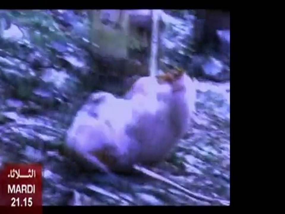 Teaser Akhtar Al Moujrimoun du 31 mai