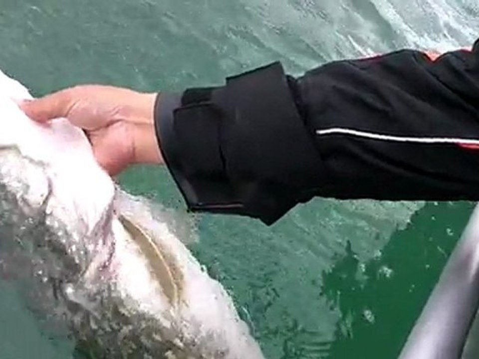 No Kill Only: Release of 1.05m Pike 🎣