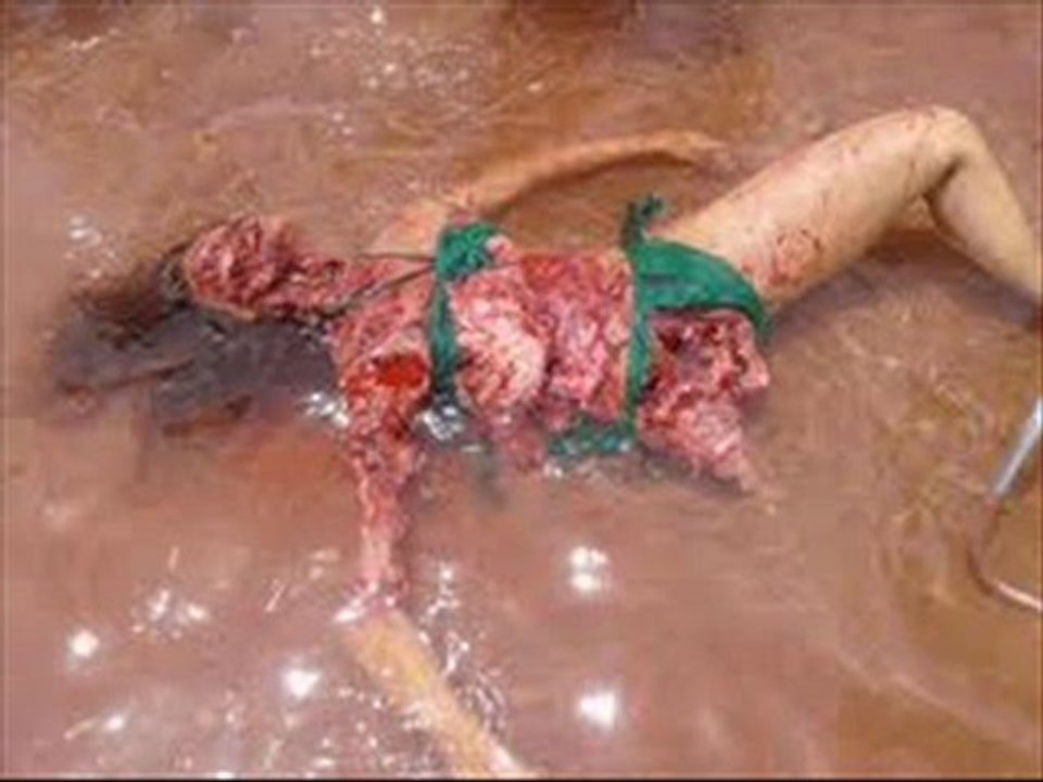 Mega Piranha Movie Trailers HD