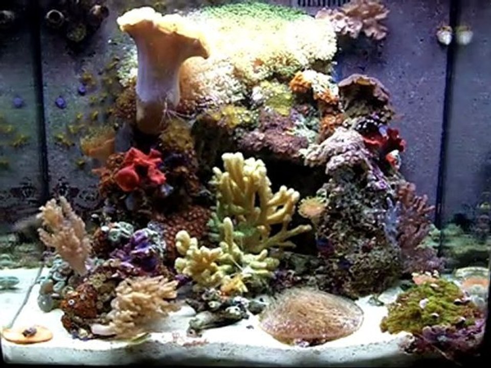 Nano reef saltwater aquarium