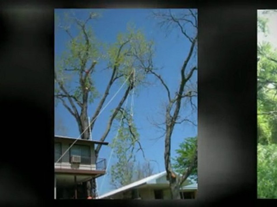 Austin Tree Trimming|Austin Tree Service|Tree Removal