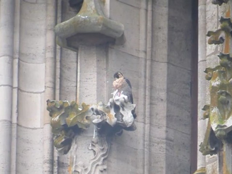 Faucon pèlerin à Toul (54) : Première vidéo