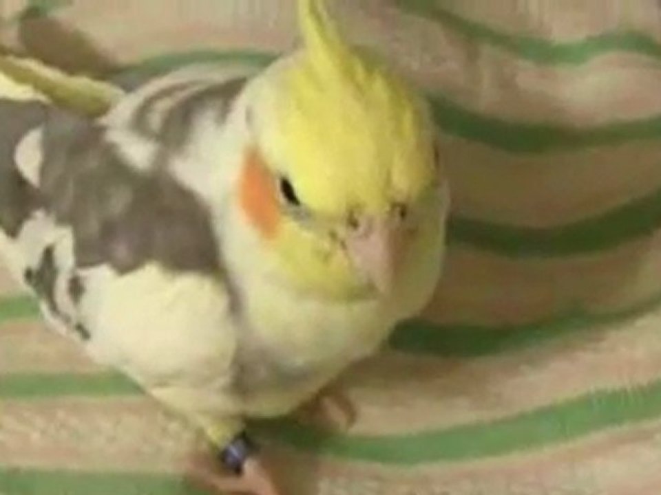 Watch a Cockatiel Answer Math Questions! 🦜