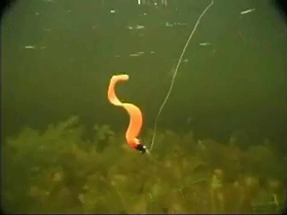 3A WormFly: Stort udvalg af fiskeudstyr 🎣