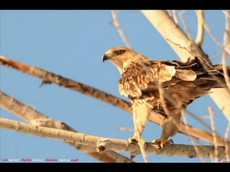 Kuşların Renkli ve Vefalı Dünyası 🐦