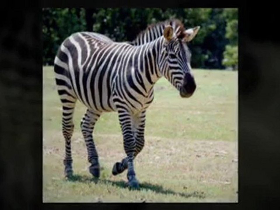 Gary Kadi Scientology