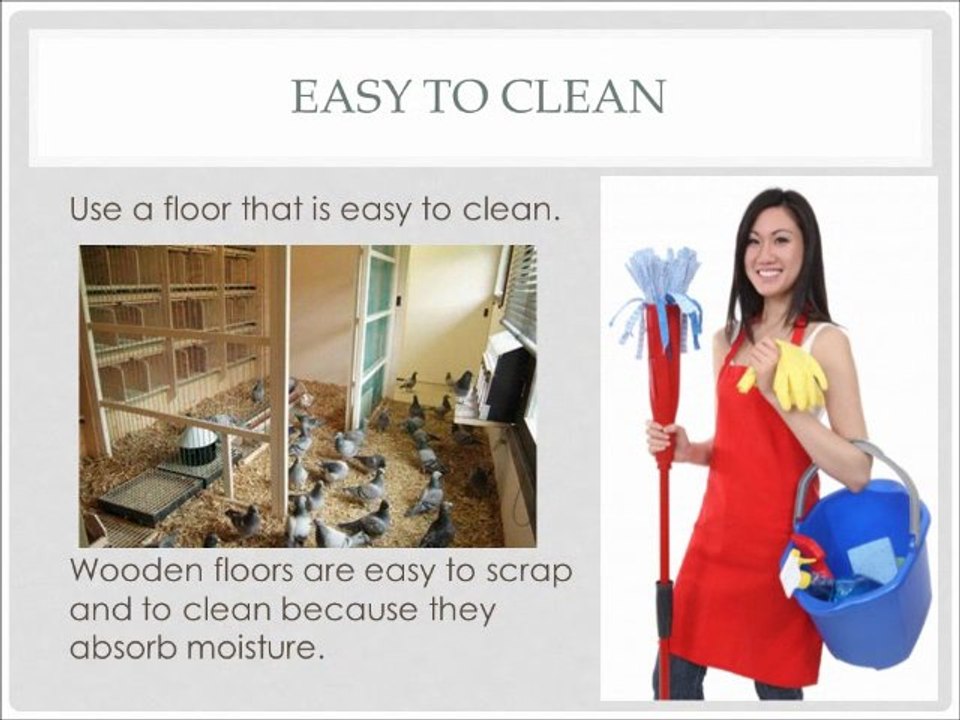 Characteristics of Good Pigeon Houses