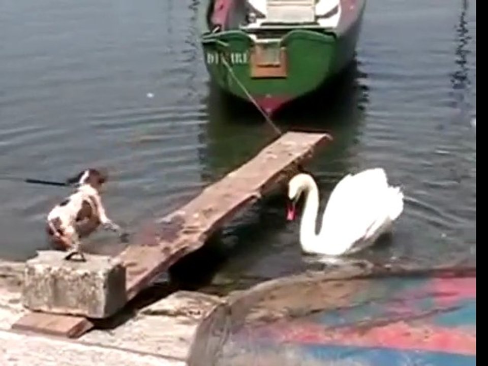Dog versus swan