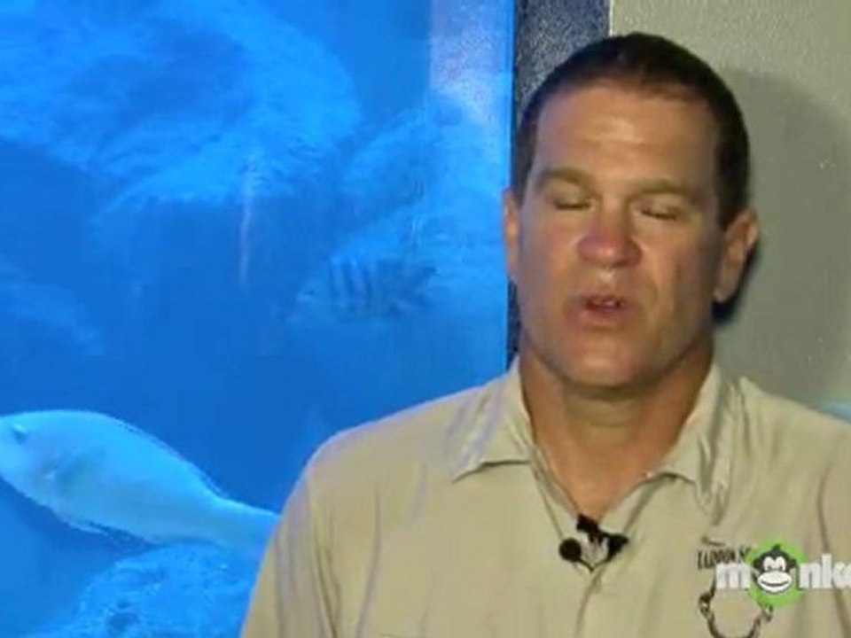 How to Avoid a Shark Attack