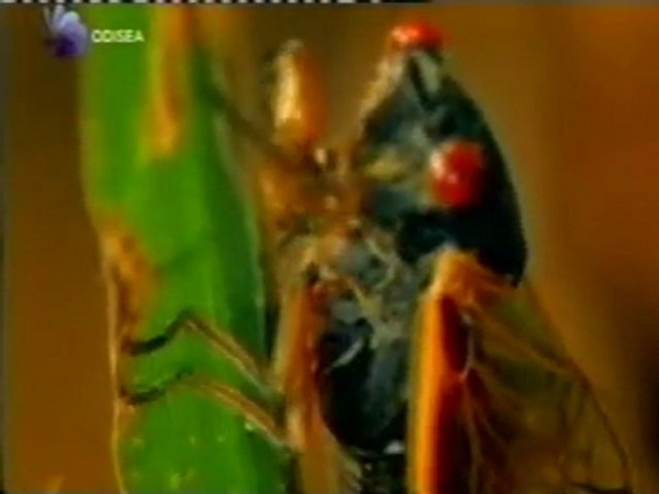 La Cigarra Periódica: Eclosión Matemática de Números Primos