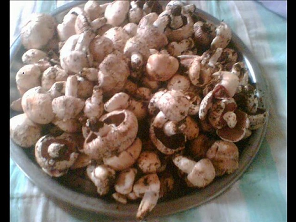 Haya Yaylası: Doğa Harikası Köy 🌲