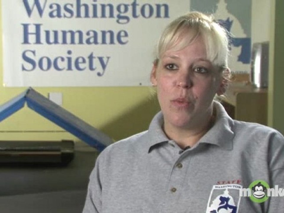 How much time does caring for a cat require?