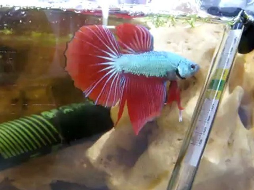 Reproduction combattant