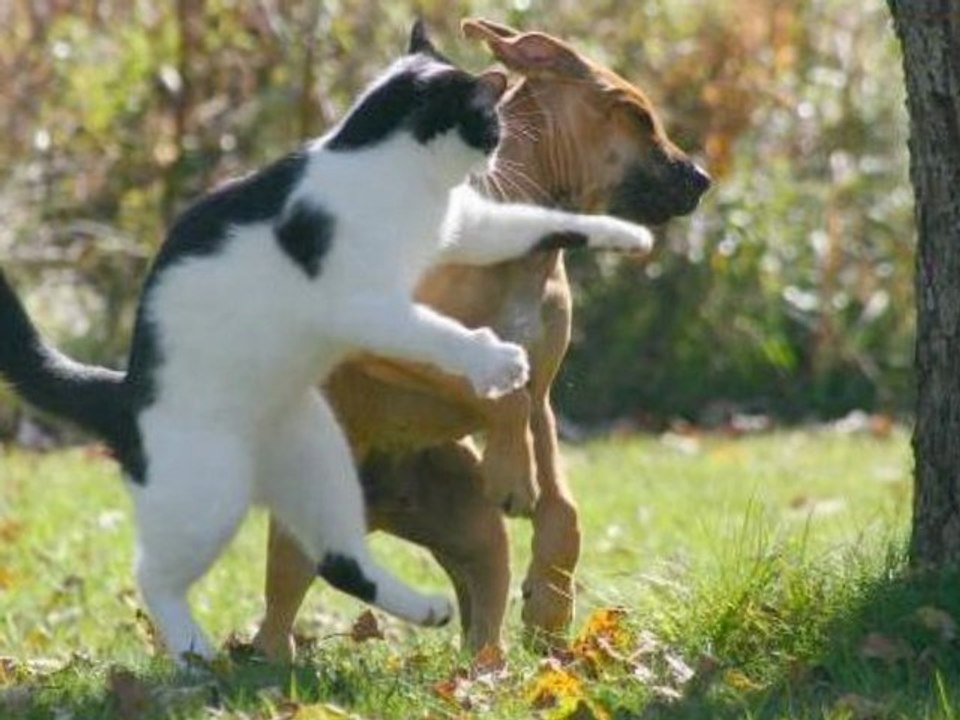 Understanding the Issue