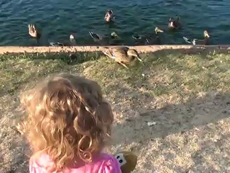 Feeding Ducks