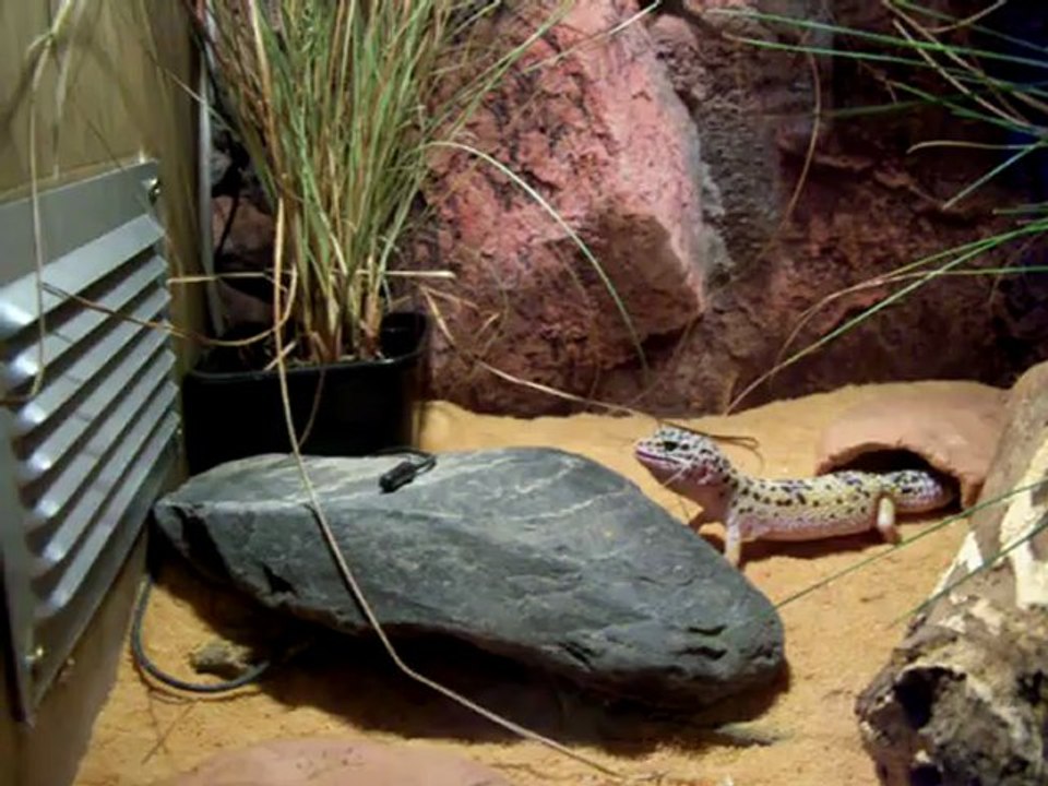 gecko versus grillon