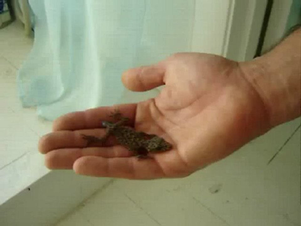 Маленький злой гекон