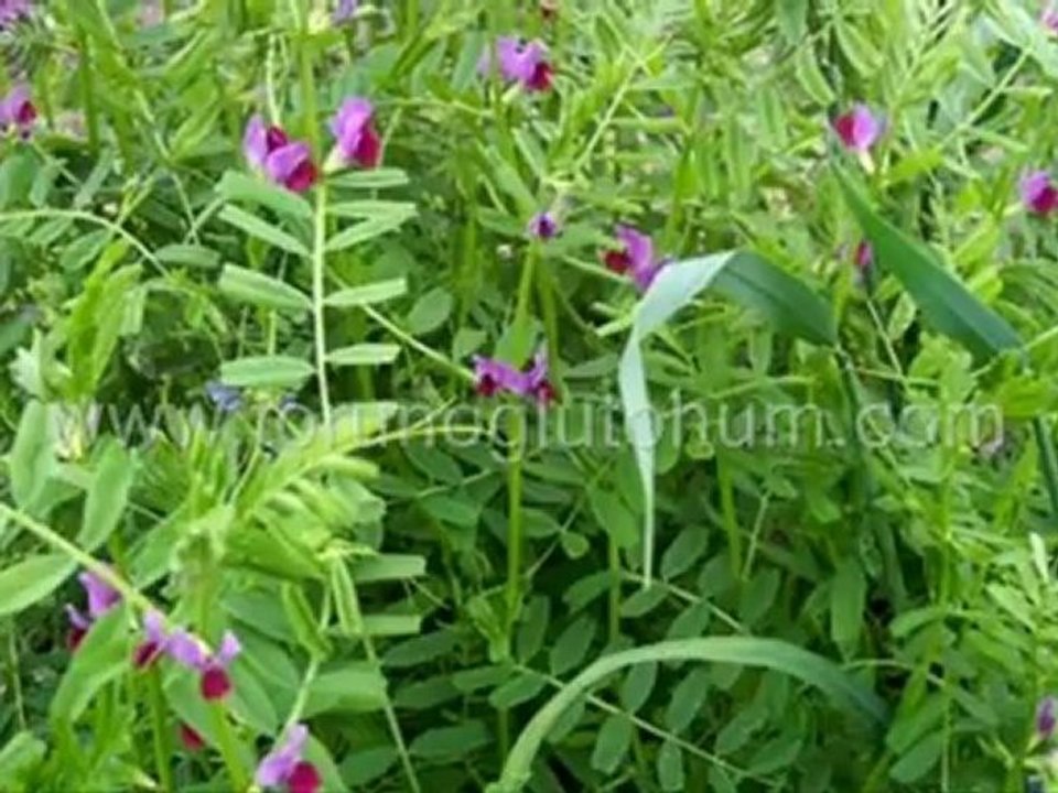 Macar fig verımı,macar fig cesıtleri,macar fig tohum fıyat,macar fig yetiştiriliçigi