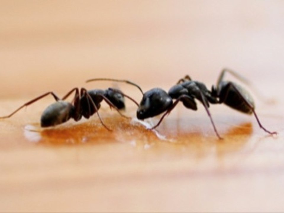 Ant Prevention And Control Techniques