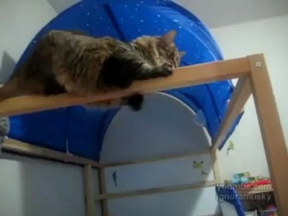 Кошачий спецназ