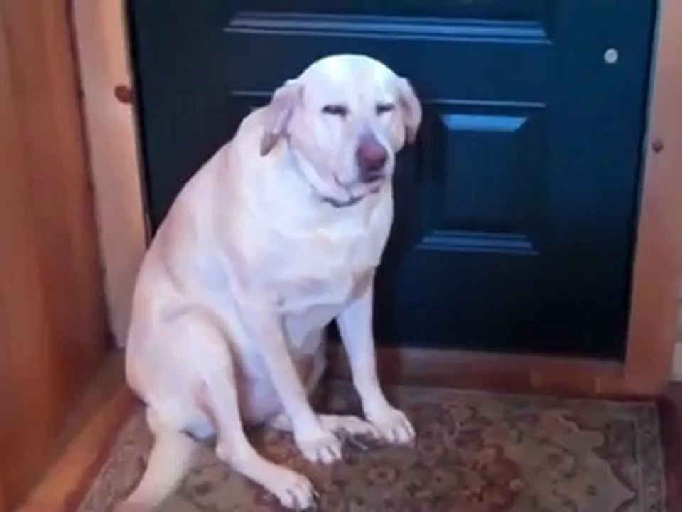 Топ 10 провинившихся собак